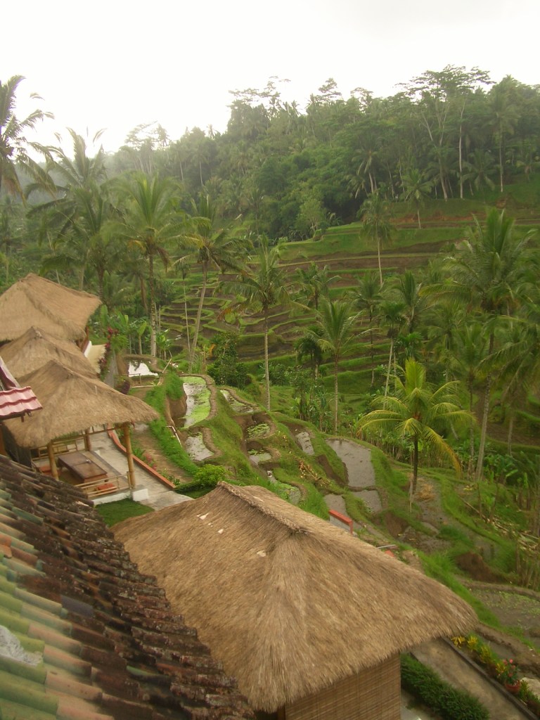 Bali 23/06/08 - Terrazas de Arroz de Tegalalang