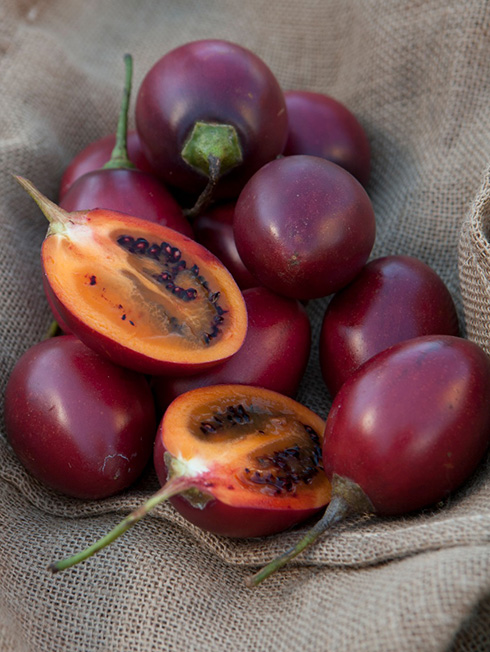 tamarillo-harvest