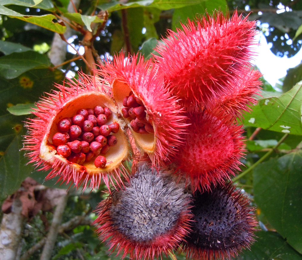 achiote-mature-pods-and-seeds-3-1000-px