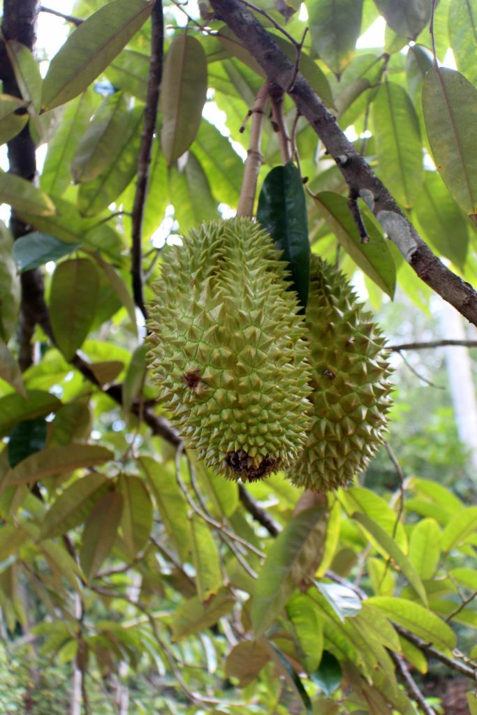 jack_fruit