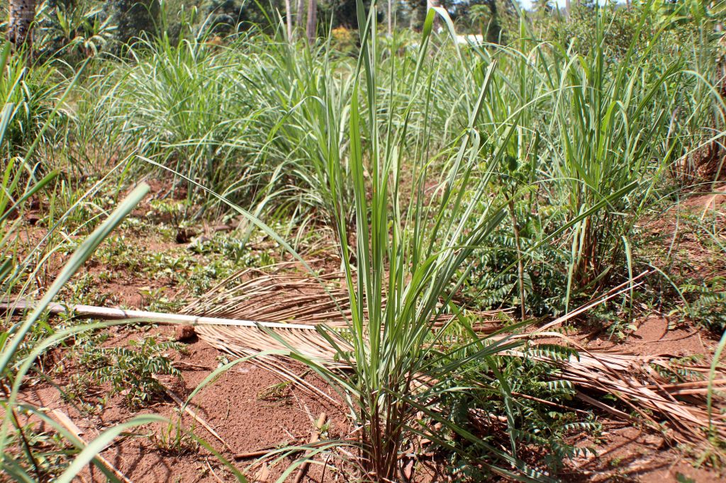 Citronela - Lemongrass