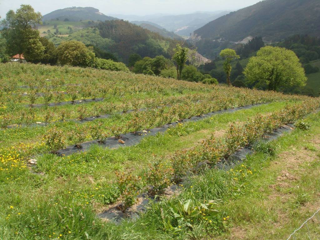 Arándanos_La_Peña