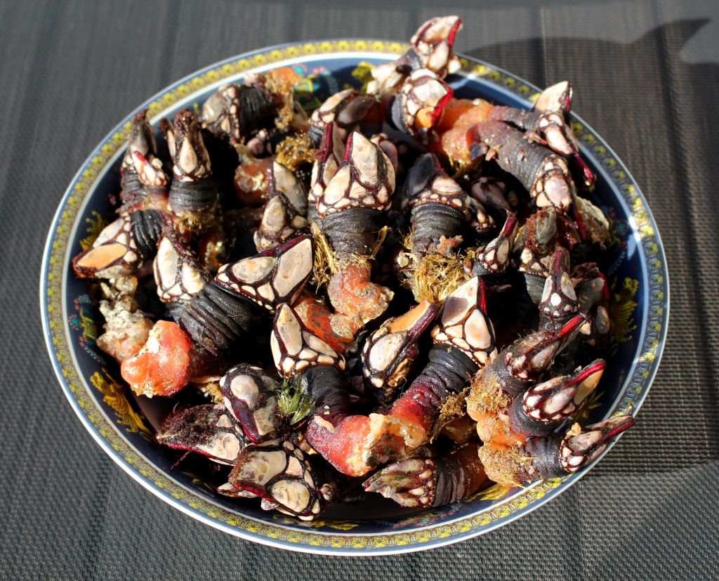 percebes