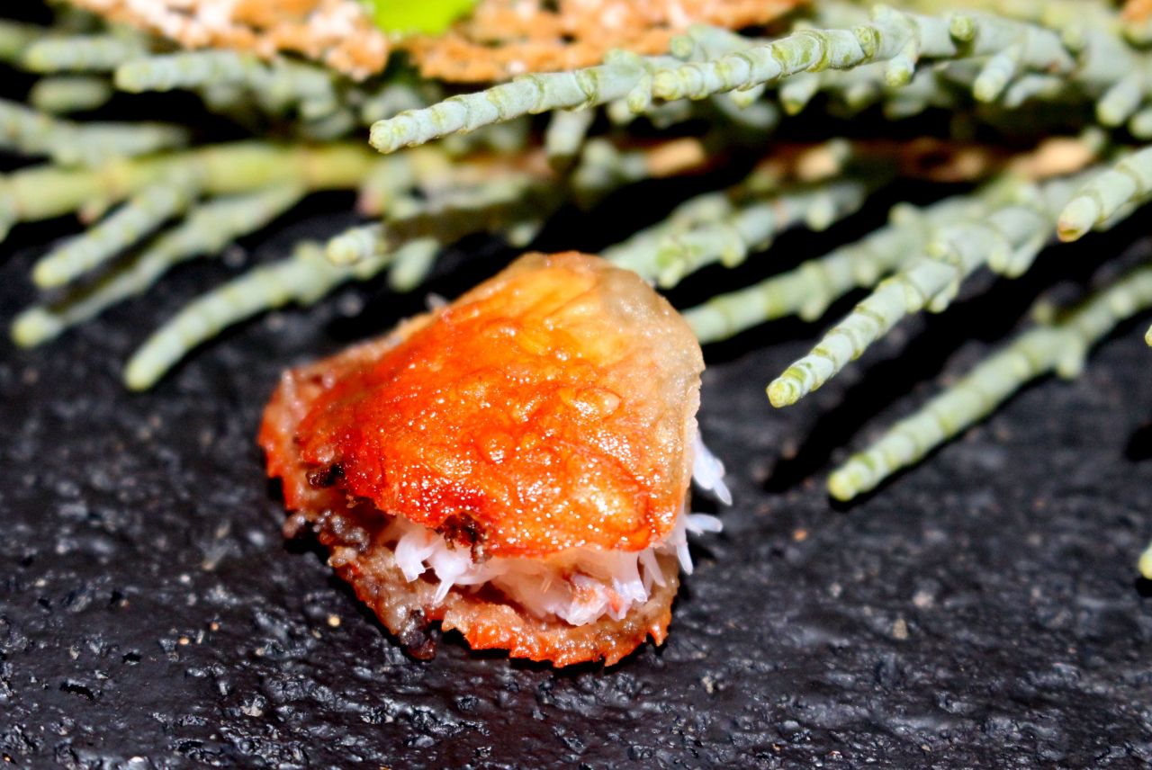 bocadillo de coñeta